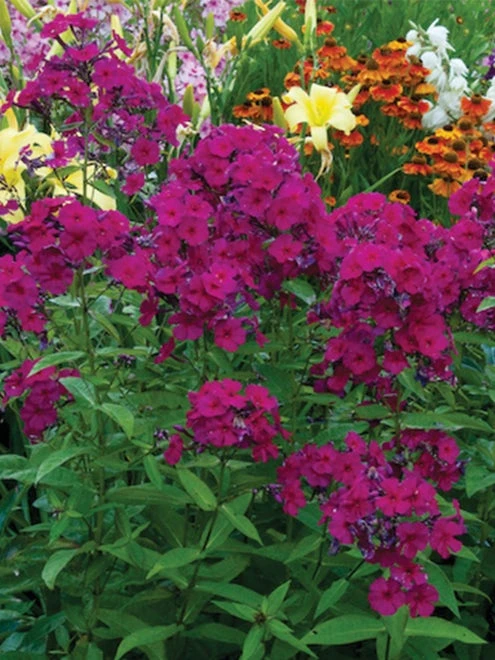 Phlox Paniculata, Kirchenfuerst - Image 4