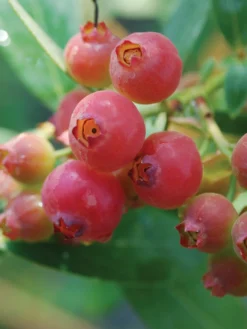 Blueberry, Pink Lemonade