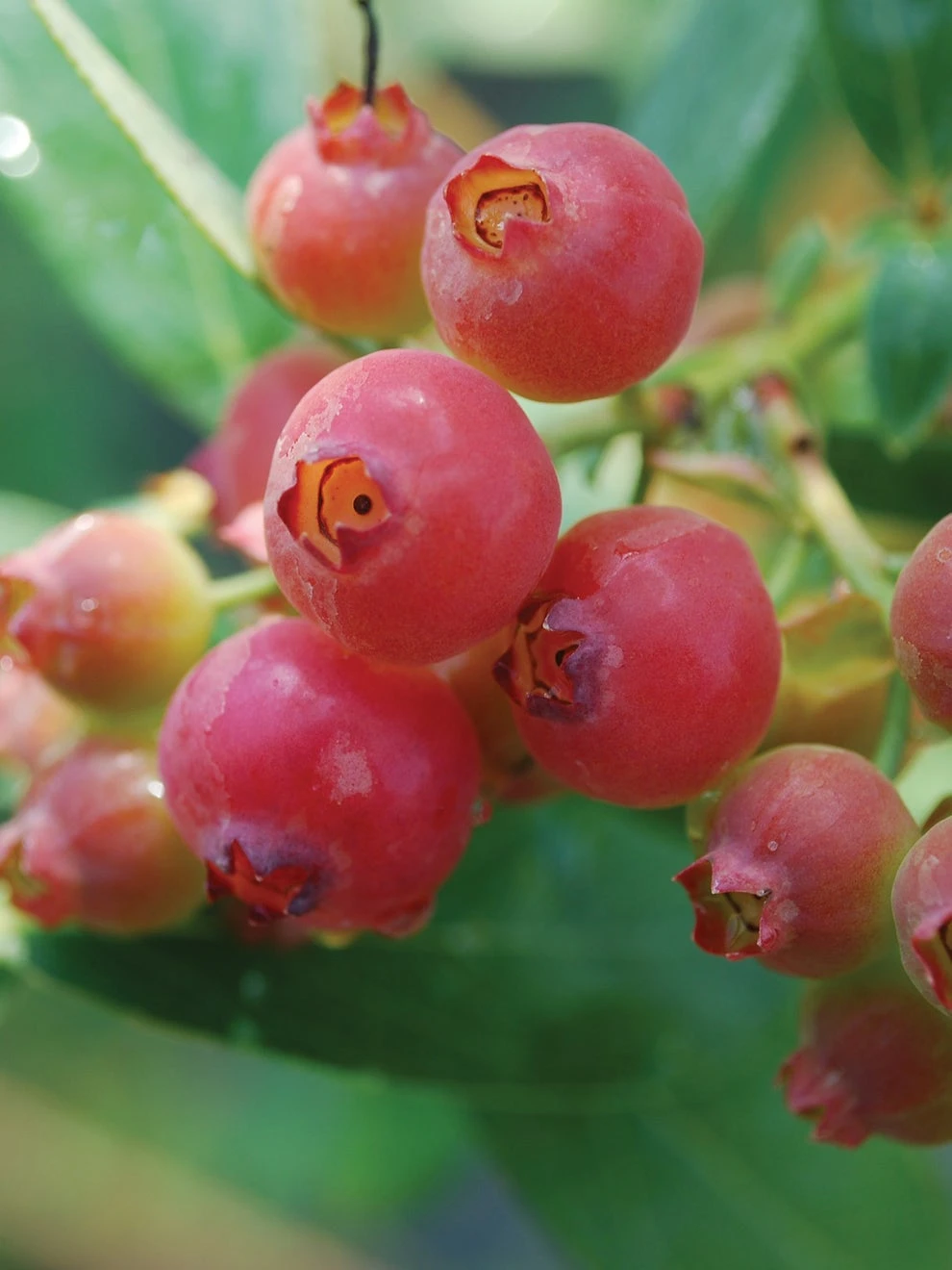 Blueberry, Pink Lemonade