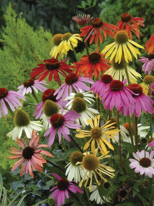 Echinacea, Paradiso Mix - Image 6