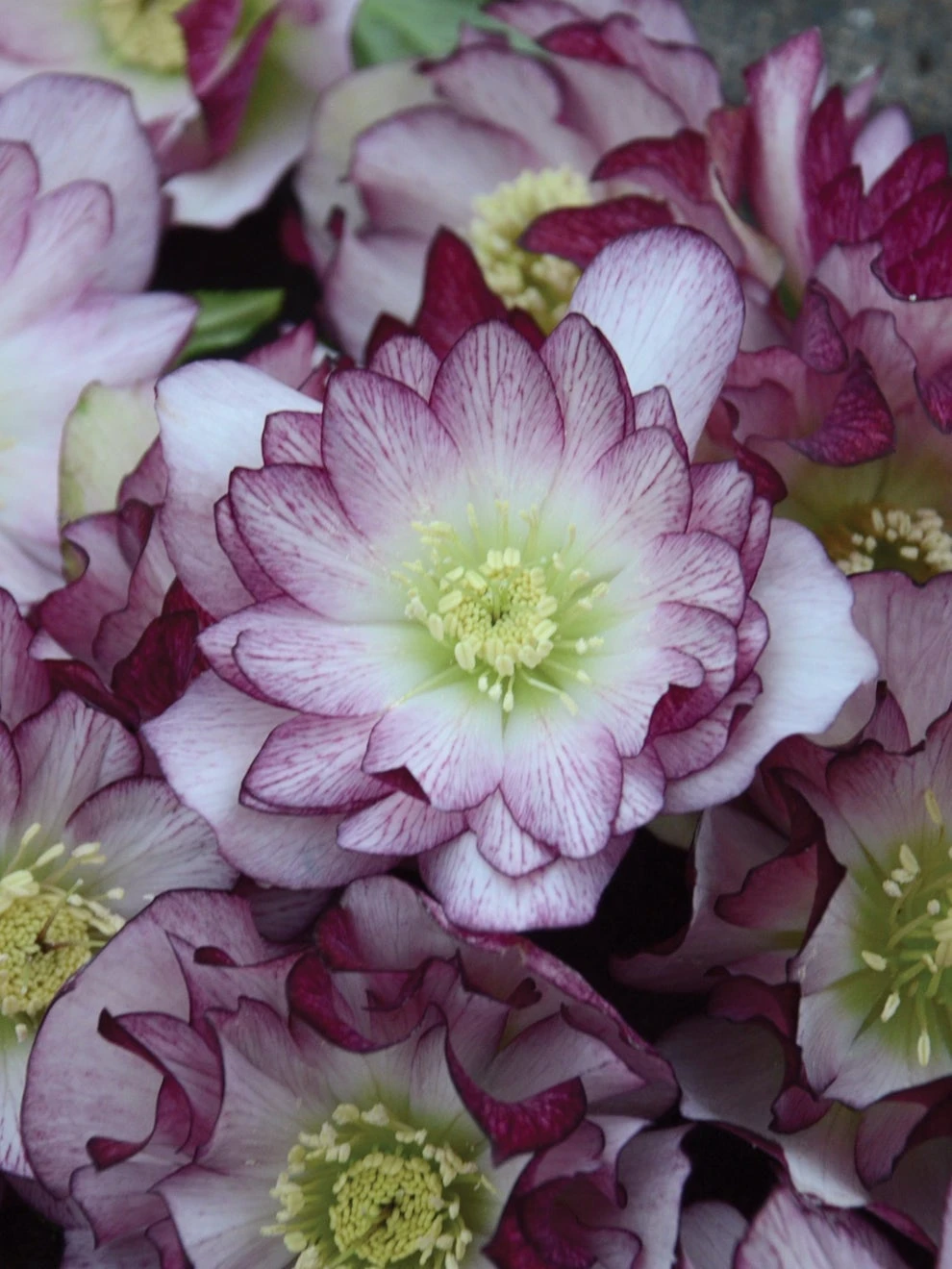 Hellebore, Wedding Party® Blushing Bridesmaid