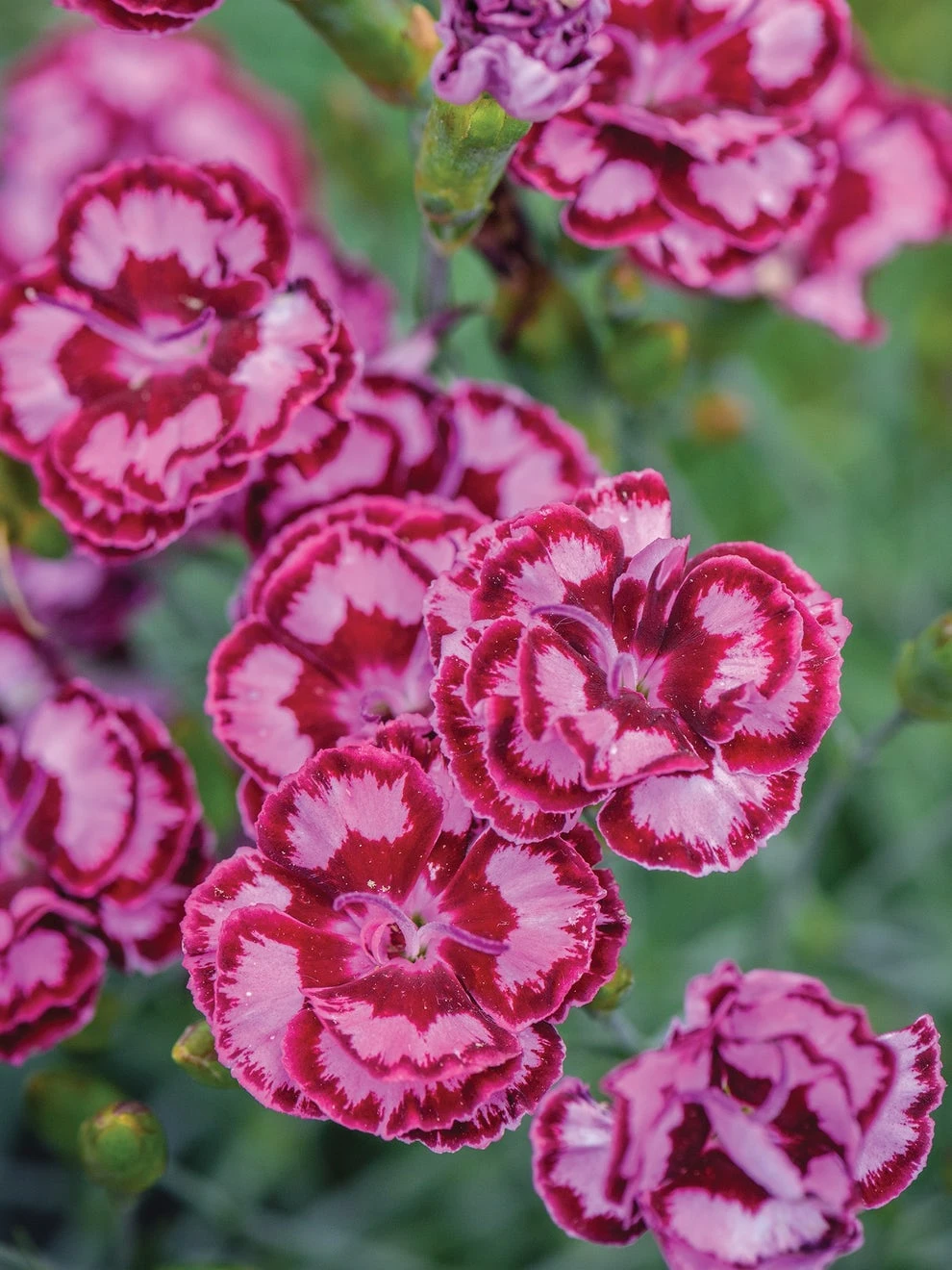 Dianthus, Scent From Heaven Angel Of Compassion - Image 2