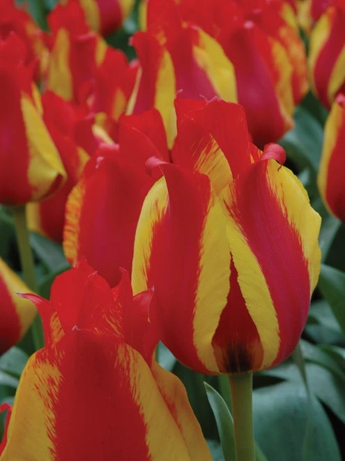 Tulip, Kiev - Image 3