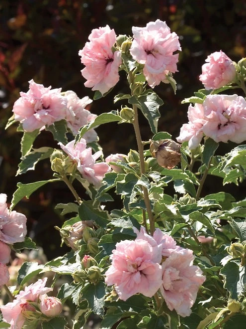 Hibiscus, Sugar Tip® - Image 3