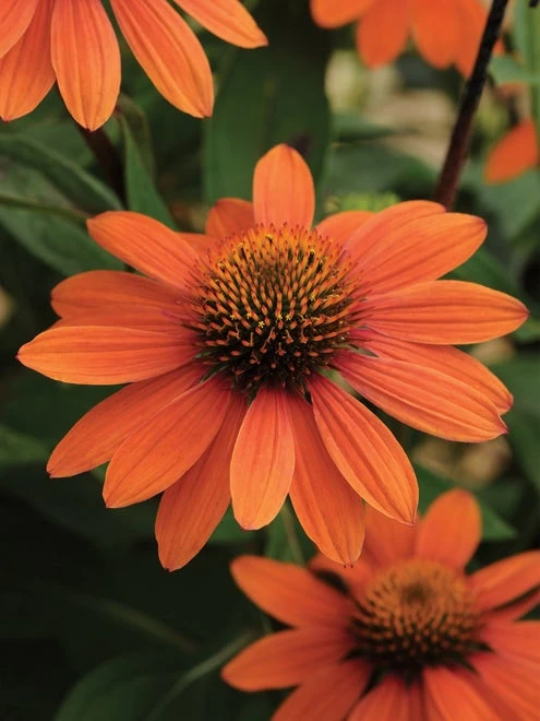 Echinacea, Sombrero Adobe Orange - Image 4