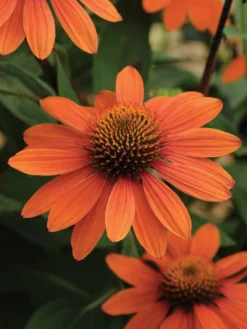 Echinacea, Sombrero Adobe Orange