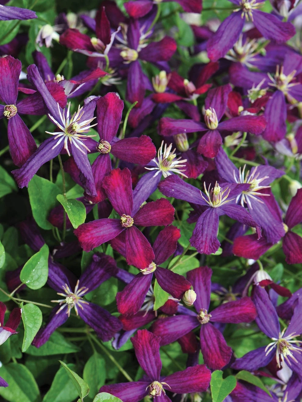 Clematis, Sweet Summer Love