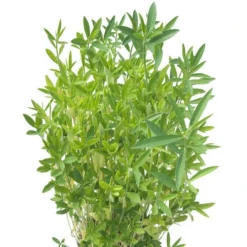 Crotolaria Juncea Sunn Hemp - Raw Seed (lb)