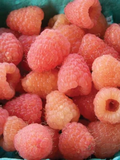 Raspberry, Double Gold