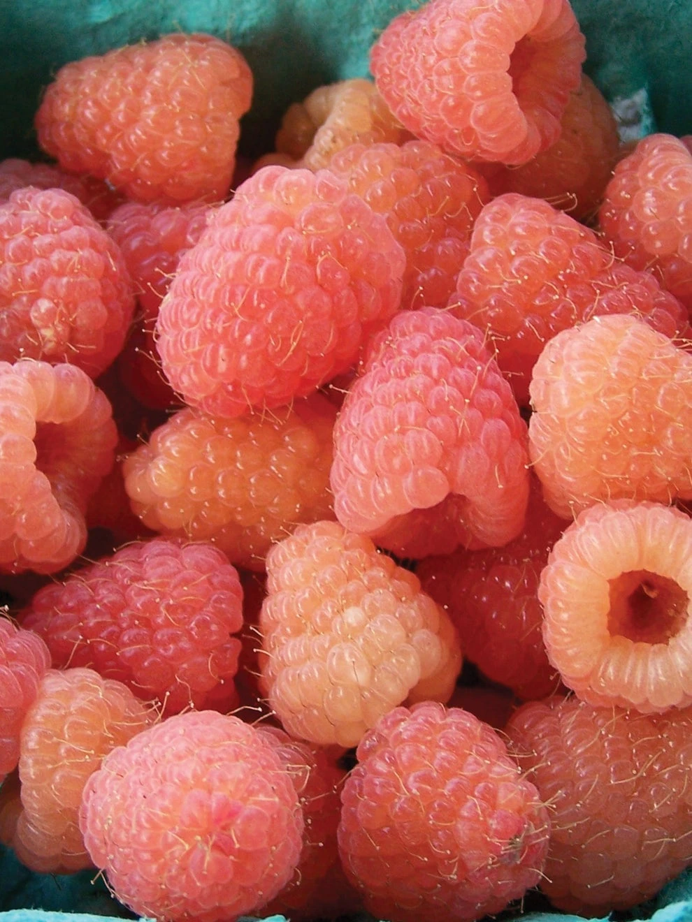 Raspberry, Double Gold