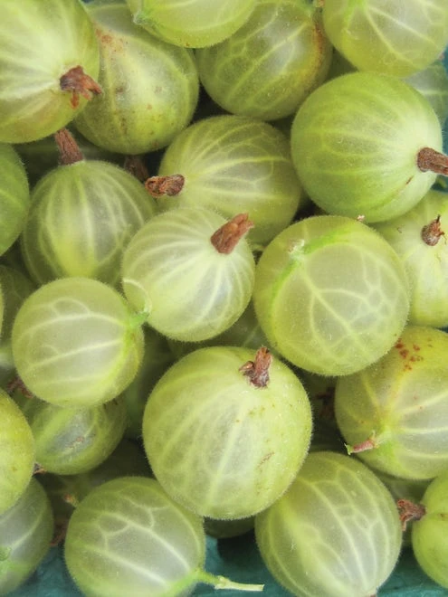 Gooseberry, Pixwell - Image 2