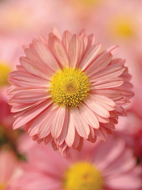 Garden Mum, Mammoth Daisy Coral - Image 3
