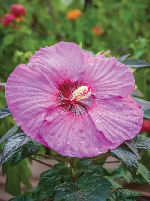 Hibiscus, Summerific® Berry Awesome - Image 3
