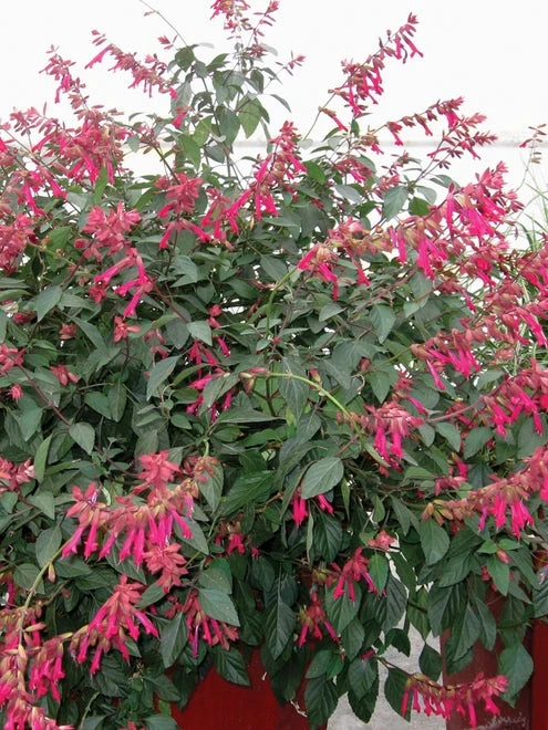 Salvia, Wendys Wish - Image 4