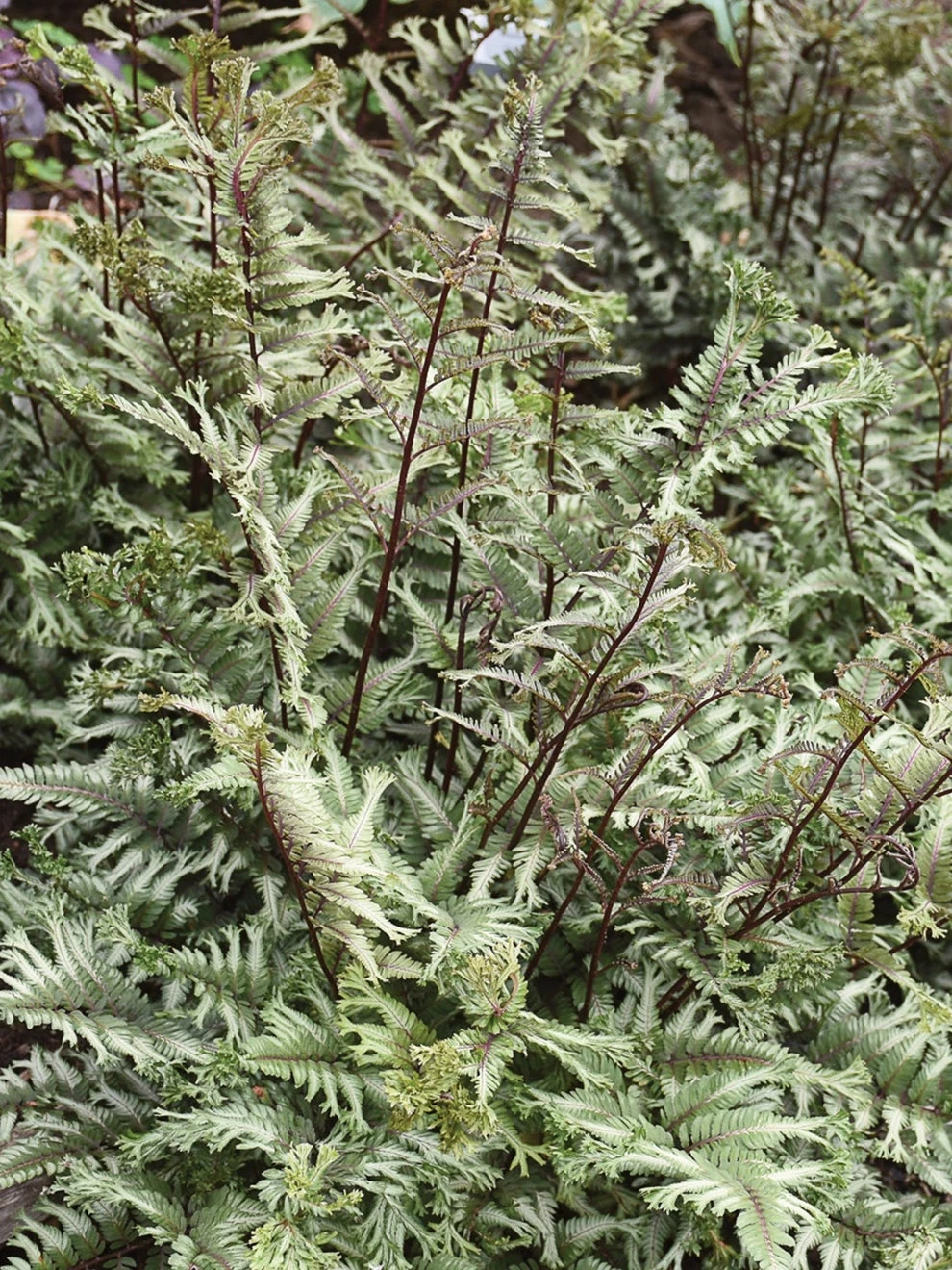 Fern, Crested Surf - Image 2