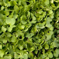 Daikon Radish Seed (Oilseed) (lb)