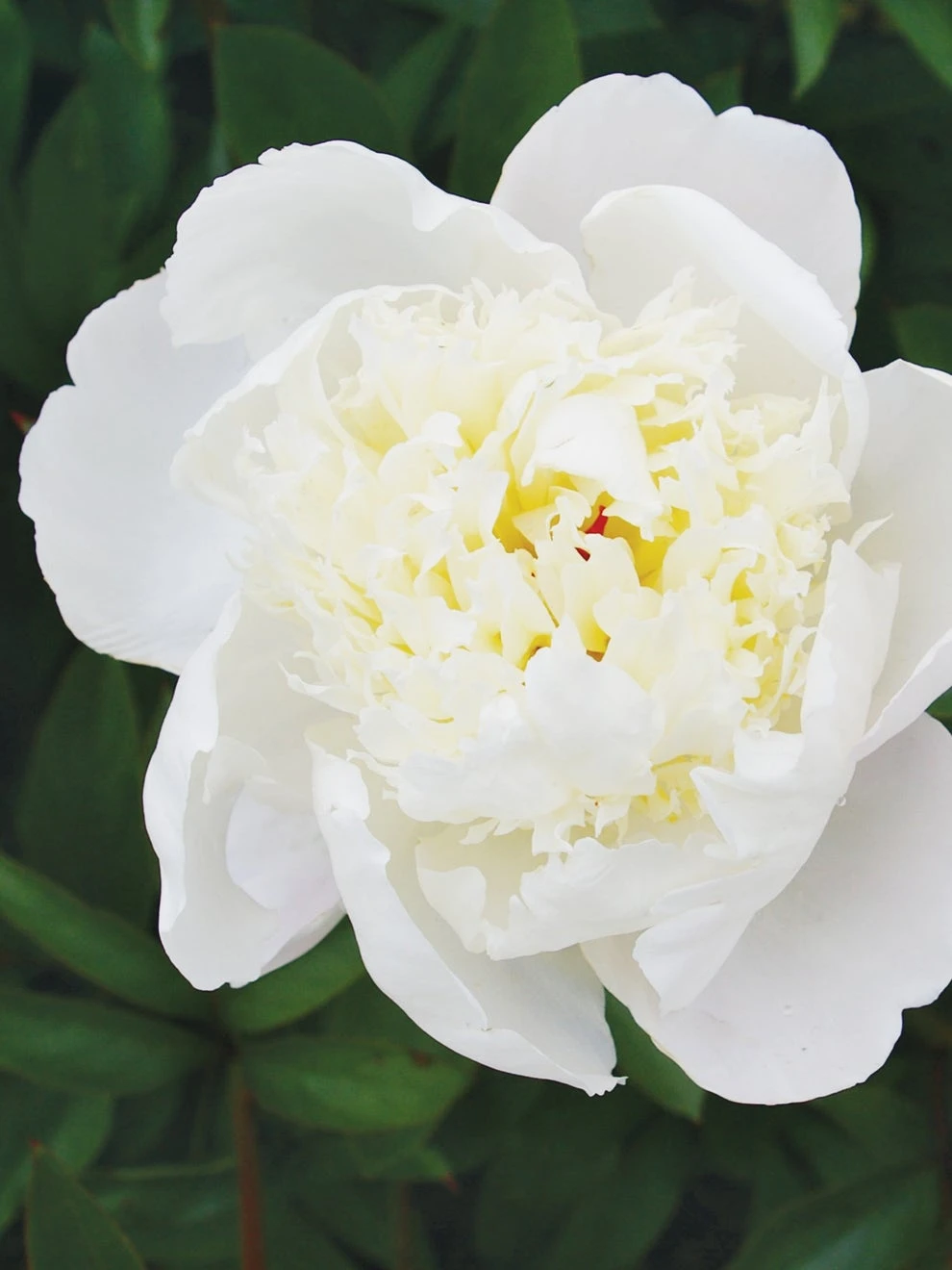 Peony, Immaculee