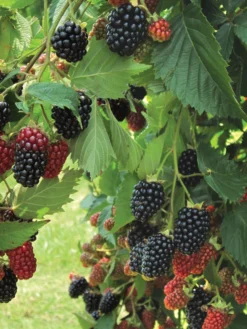 Blackberry, Prime-Ark Traveler