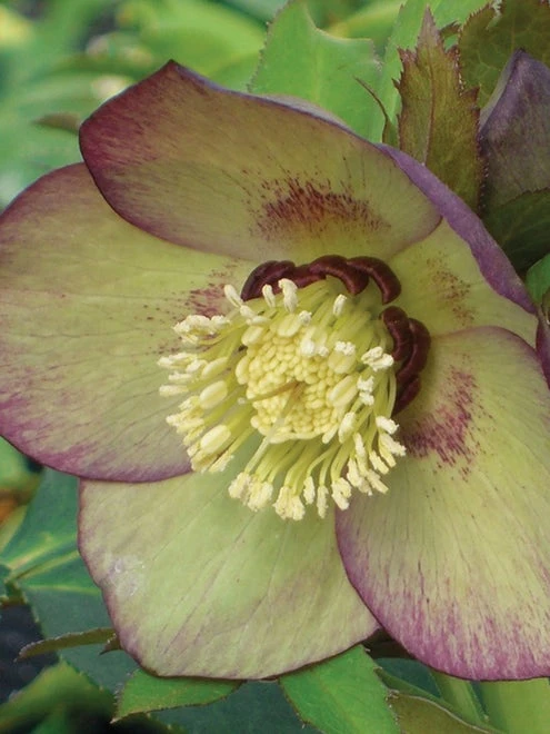Hellebore, Phoenix - Image 2