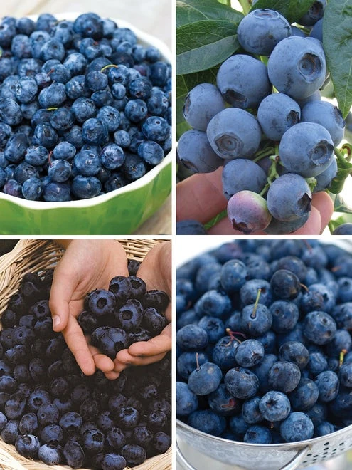 Blueberry, Favorite Collection - Image 2