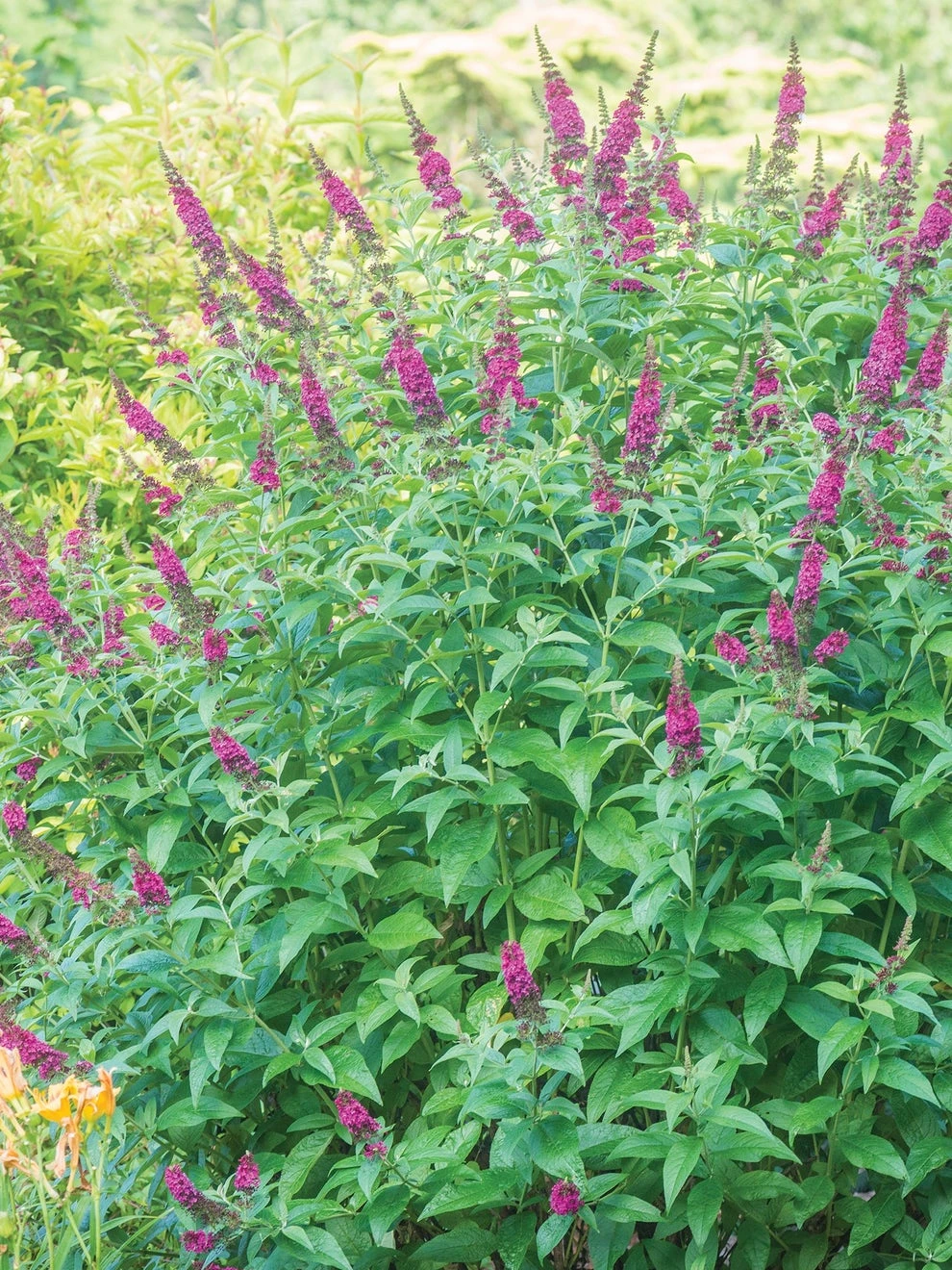 Buddleia, Miss Molly - Image 2