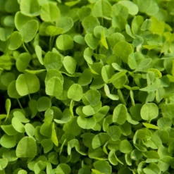 Dutch White Clover - Nitrocoated Seed (lb)