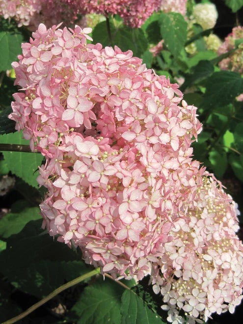 Hydrangea Arborescens, Invincibelle® Spirit II - Image 2