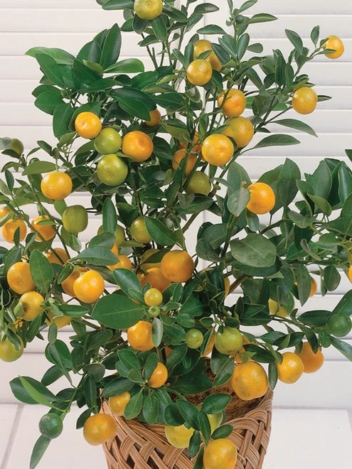 Washington Navel Orange Citrus Tree - Image 2