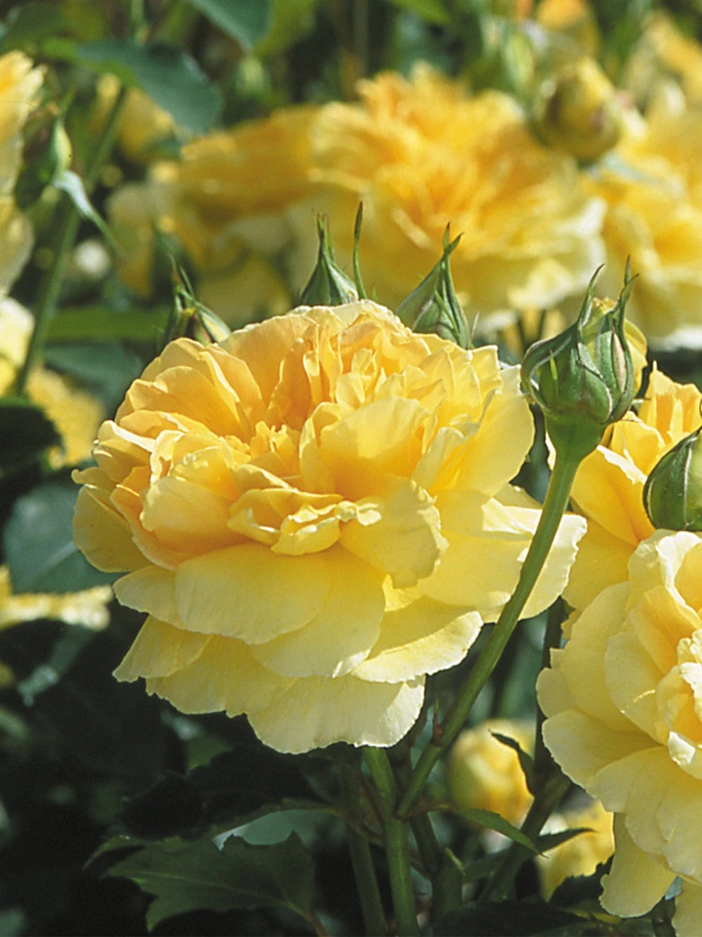 English Rose, Molineux