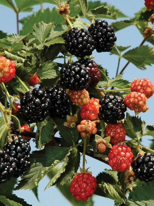 Blackberry, Ouachita - Image 4