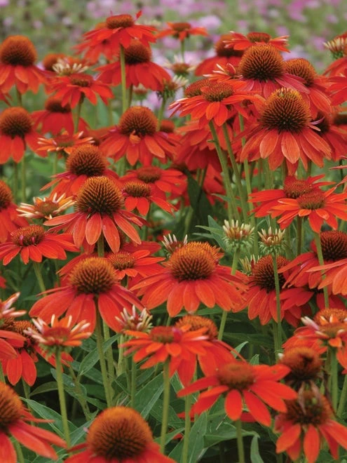 Echinacea, Sombrero Adobe Orange - Image 6