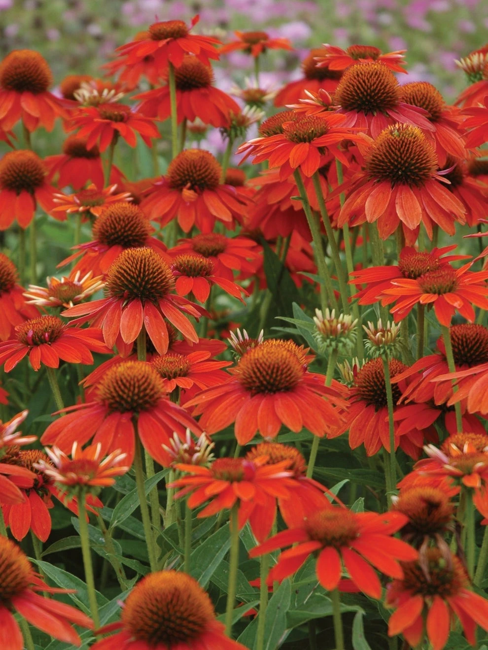 Echinacea, Sombrero Adobe Orange - Image 3