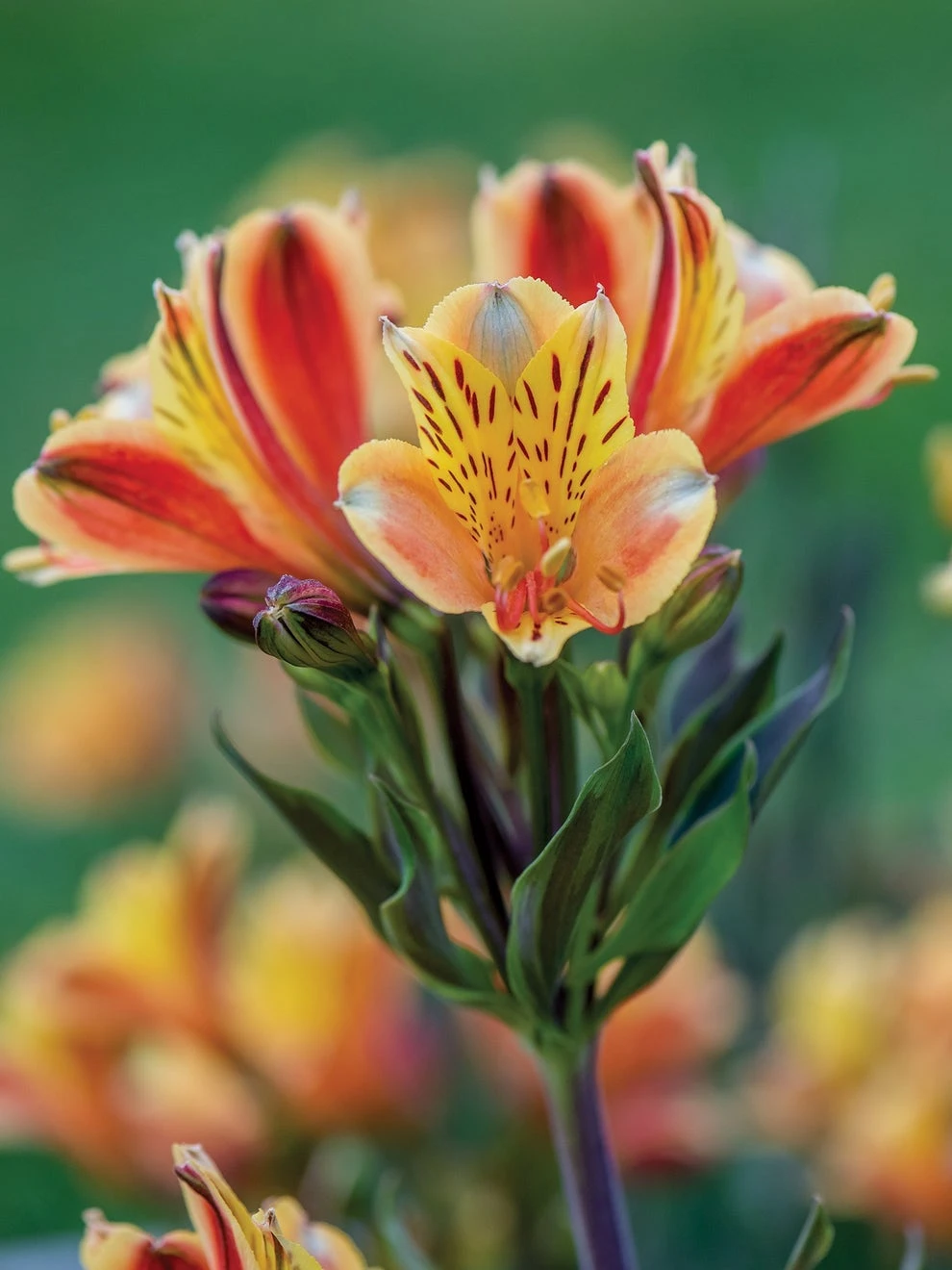 Alstroemeria, Summer Breeze