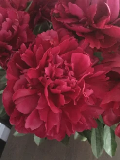Peony, Lady In Red
