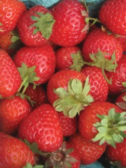 Strawberry, Sweet Charlie