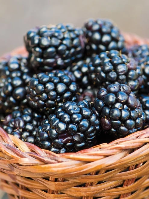 Blackberry, Prime-Ark 45® - Image 3