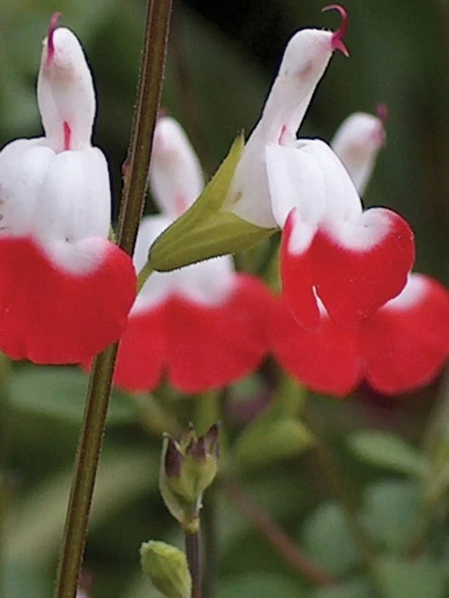 Salvia, Hot Lips - Image 3