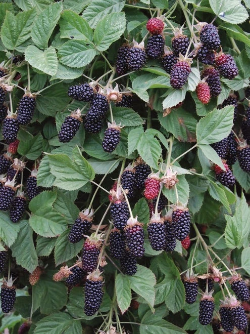 Blackberry, Hall’s Beauty - Image 5