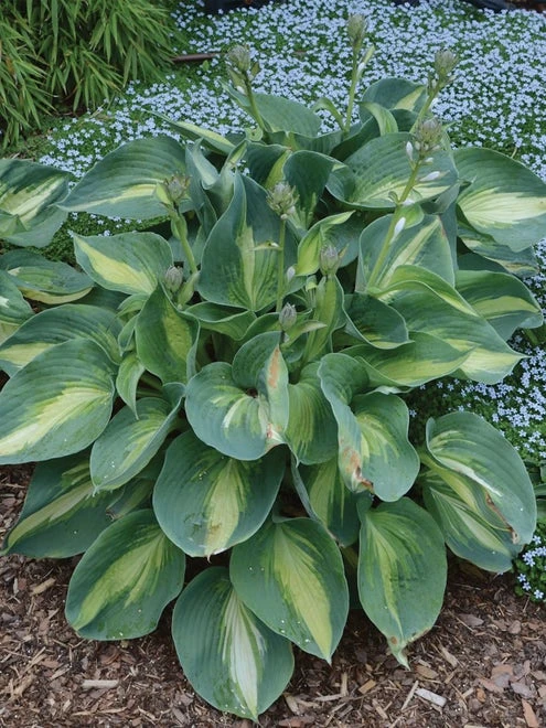 Hosta, Shadowland® Hudson Bay - Image 2