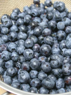 Blueberry, Northland