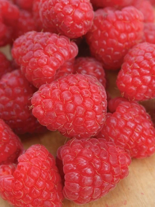 Raspberry, Crimson Giant PPAF - Image 2