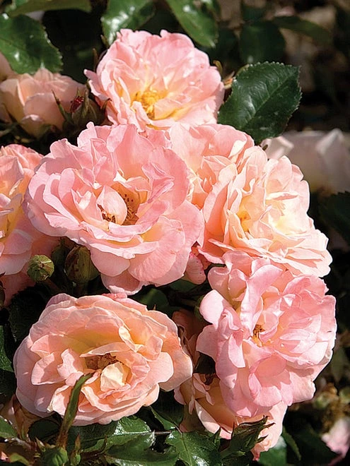 Rose, Peach Drift - Image 3