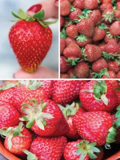 Strawberry, Three Great Strawberries Collection