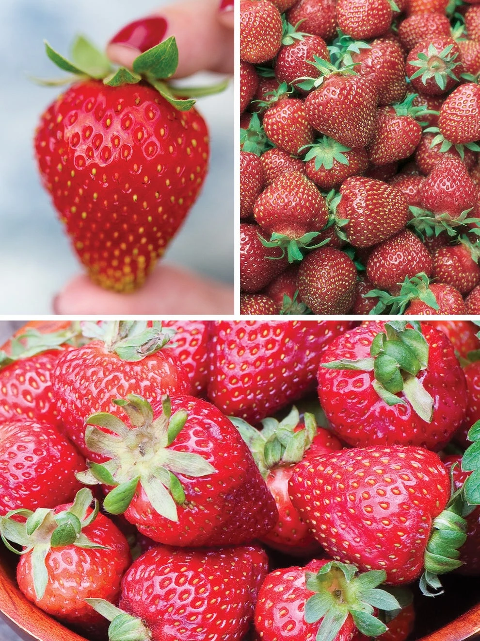Strawberry, Three Great Strawberries Collection