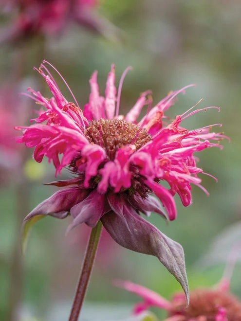 Monarda, Bees Knees - Image 4