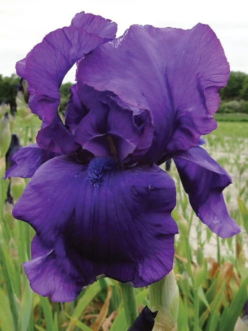 Iris, Matinata - Image 2