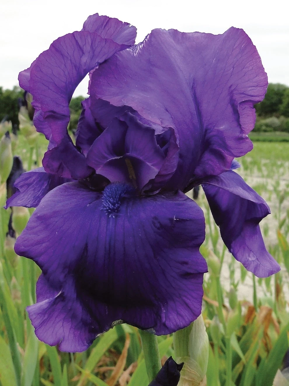 Iris, Matinata