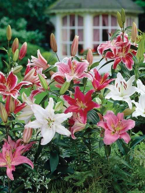 Lilies, Fragrant Oriental Mixed - Image 2