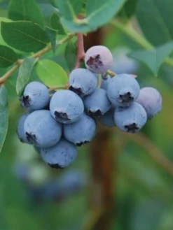 Blueberry, Mini Blues