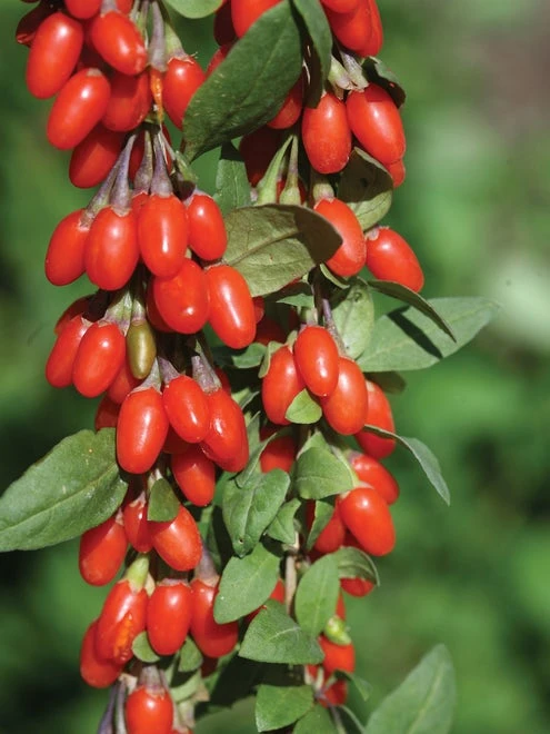 Goji Berry, Crimson Star™ - Image 2